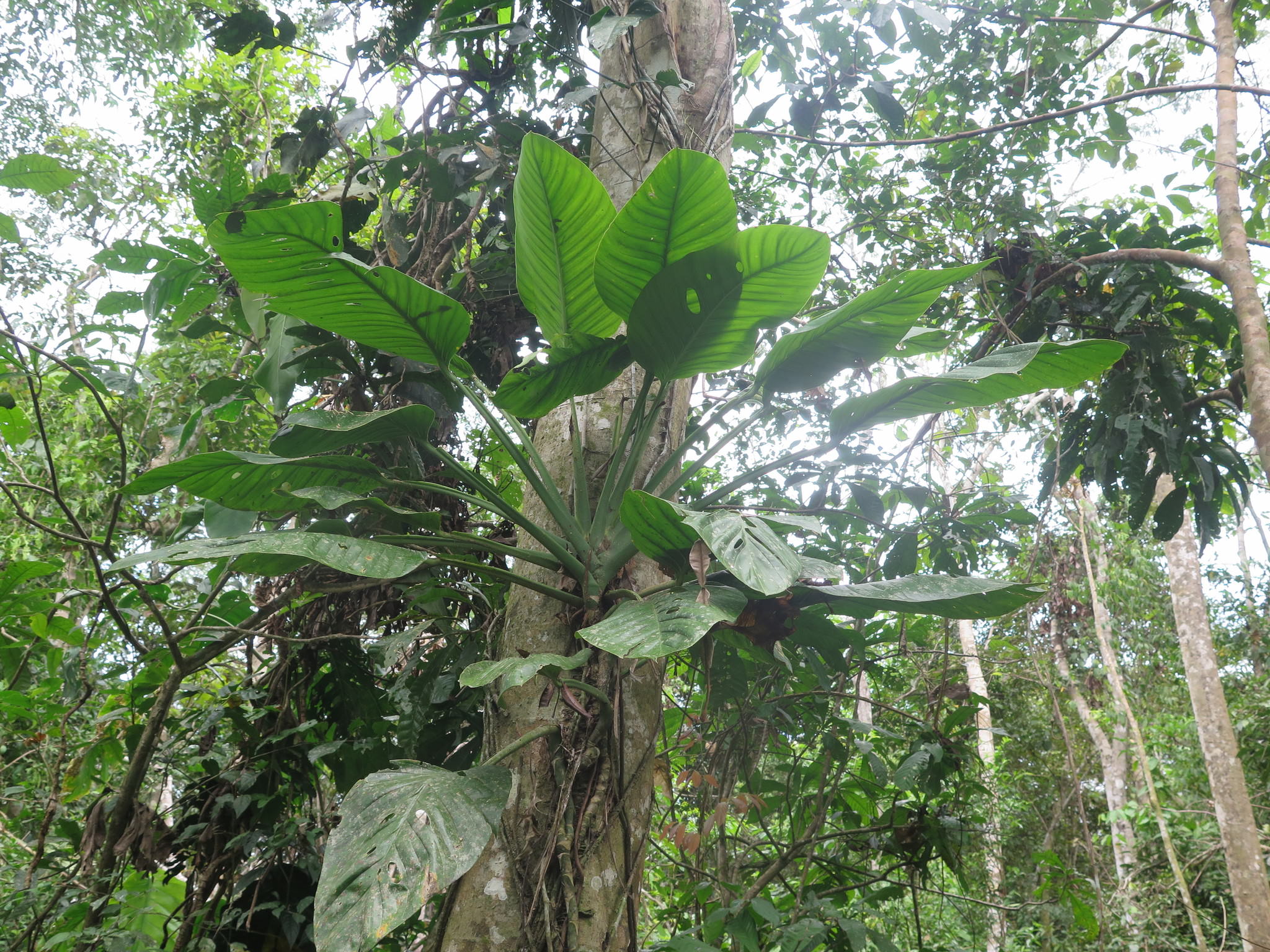 Monstera lechleriana